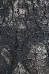 Bark skin texture background, nature hardwood