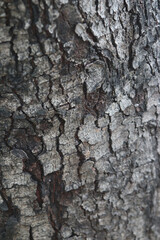 Bark skin texture background, nature hardwood