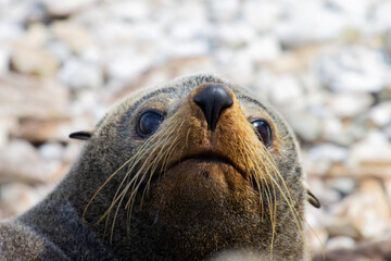 Beautiful unique adorable new zealand fur seal resting on the rocks spotted in Kaikōura Peninsula Walkway, Canterbury. Amazing marine mammals spotted in New Zealand