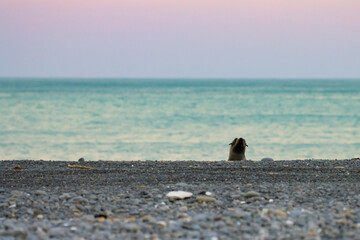 cute new zealand fur seal sleeping on pebble beach with pink sunset in the background. Wild secluded Nape Nape beach close to christchurch, Canterbury. Unique common marine mammals of New Zealand