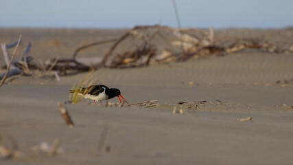 Beautiful common australian pied oystercatcher spotted while nesting on Waikuku beach near Ashley...
