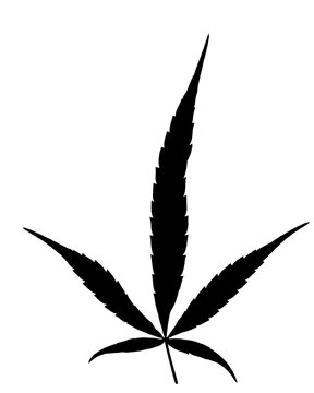 Feuille de cannabis, fond blanc 