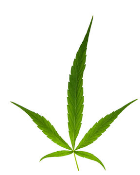 Feuille de cannabis 