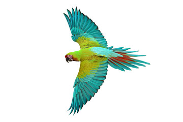 Colorful flying Military Macaw parrot isolated on transparent background png file
