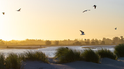 common southern Black Backed Gull (Karoro) flying in the sky during beautiful orange sunset spotted in Waikuku beach, Ashley River reserve, canterbury, christchurch, new zealand. Native seabirds in NZ