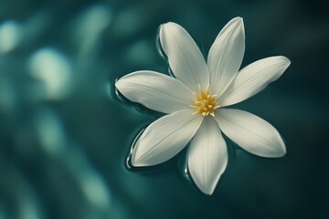 Fototapeta premium Beautiful White Flower Floating Gently on Calm Turquoise Water Surface, Symbolizing Serenity, Tranquility, and Natural Beauty in a Peaceful Environment