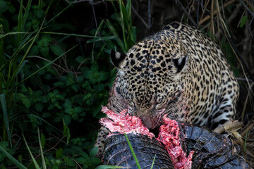 Jaguar kills caiman and hides it to eat and share with cubs. © Brian Scantlebury