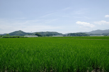 Fototapeta premium 夏の田舎の田園風景