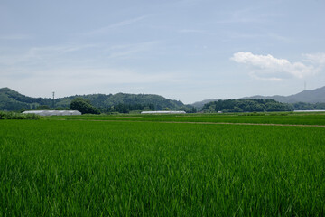 夏の田舎の田園風景