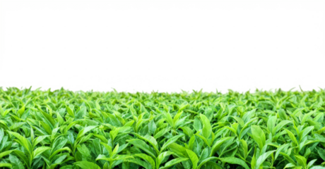 Close-up field green tea leaves are arranged Picturesque plantation, cut