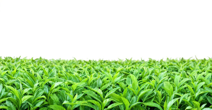 Close-up field green tea leaves are arranged Picturesque plantation, cut