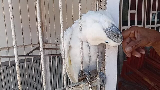 Parrots are docile and spoiled when held.