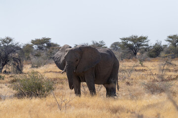 Fototapeta premium Telephoto shot of one giant African Elephant -Loxodonta Africana- grazing on the plains of Etosha National Park, Namibia.
