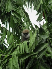 Obraz premium Black Monkey on Tree in Sri Lanka - Wildlife in Natural Habitat
