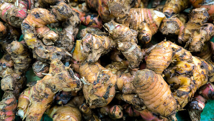 Fresh Galangal Root, Aromatic Spice for Asian Cuisine