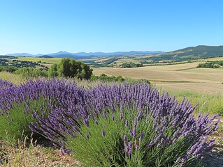 A field of lavender flowers blooms in the foreground, with rolling hills and mountains in the background. The sky is clear and blue.