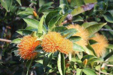 Yellow Tropical Spiky Monkey Flower Tree Nature Photography