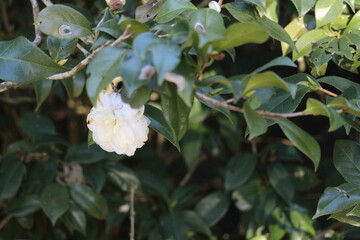 Pretty Beautiful Tropical Blossom Flowers