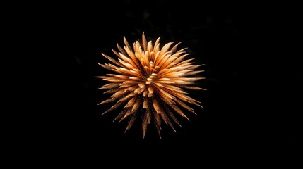 Fototapeta premium A close-up view of a spiky, organic structure against a dark background.