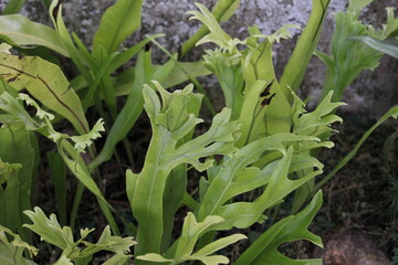 Obraz premium Tropical Ferns Inside A Botany Greenhouse