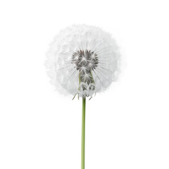 Dandelion seeds spread out in delicate close-up isolated on transparent background 