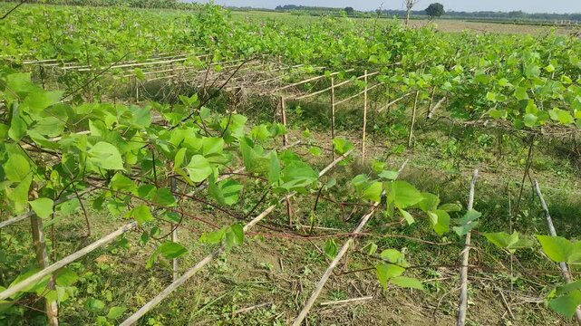 Beautiful hyacinth bean Plant in india. Green hyacinth bean Agriculture.