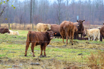 cows and calves in the rain on pasture shot in the ottawa valley in november