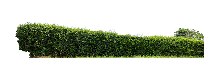Long Green bush isolated on transparent  background with cut path and alpha channel, high resolution.