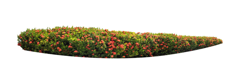 Long flower bush isolated on transparent background with cut path and alpha channel, high...