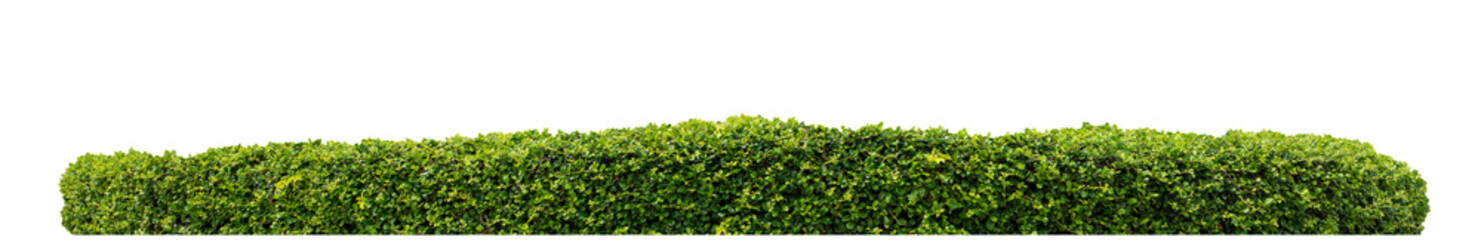 Long Green bush isolated on transparent background with cut path and alpha channel, high resolution.