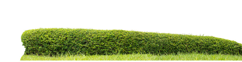 Long Green bush isolated on transparent background with cut path and alpha channel, high resolution.