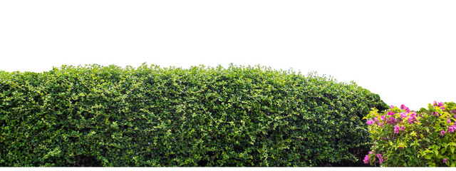 Long Green bush isolated on transparent  background with cut path and alpha channel, high...