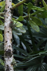 Tropical Bromeliad Tree Growing On A Tree Branch