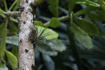 Tropical Bromeliad Tree Growing On A Tree Branch