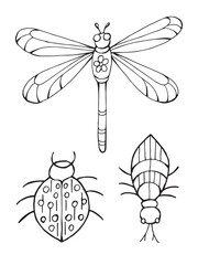 Black and white doodle illustration of a detailed beetle with ornament. Line art drawing isolated on white background. Coloring book page.