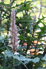 North American Mountain Blister Flowers Nature Photography