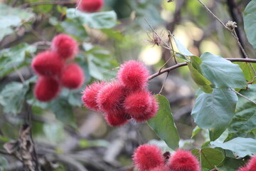 Achiote Tropical Tree Fruits Nature Photography