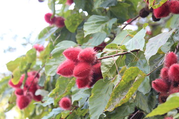 Achiote Tropical Tree Fruits Nature Photography