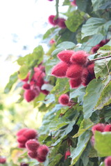 Obraz premium Achiote Tropical Tree Fruits Nature Photography