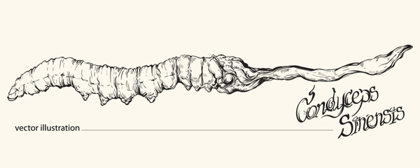 Vector illustration of hand-drawn Cordyceps sinensis. Asian herbal medicine. Cordyceps mushrooms.
