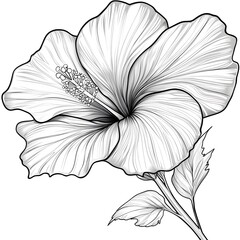 Fototapeta premium Intricate line art of a hibiscus flower, showcasing detailed petals and a prominent stamen