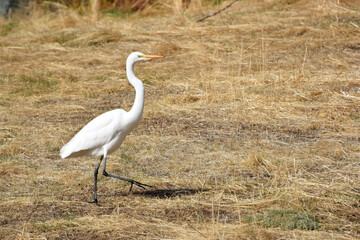 White Egret Walking