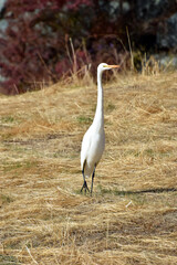 White Egret