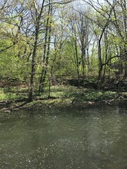 river in the woods