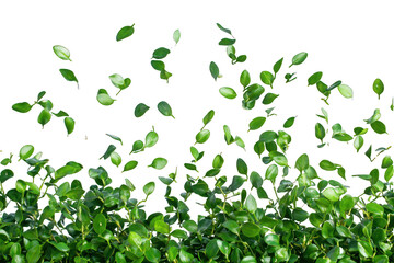 Dynamic capture of green boxwood leaves in motion on white.