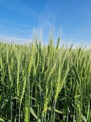 green field of wheat under blue sky