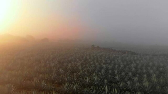 DRONE DOLLY OUT SHOT OF AGAVE FIELDS BETWEEN THE MIST AT SUNRISE IN TEQUILA JALISCO