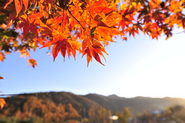 autumn leaves in the park