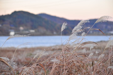 reeds on the lake