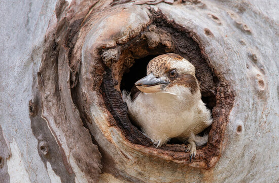 Laughing Kookaburra (Dacelo novaeguineae) in nesting hole